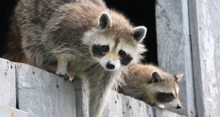 Raccoon Removal