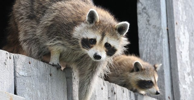 Raccoon Removal
